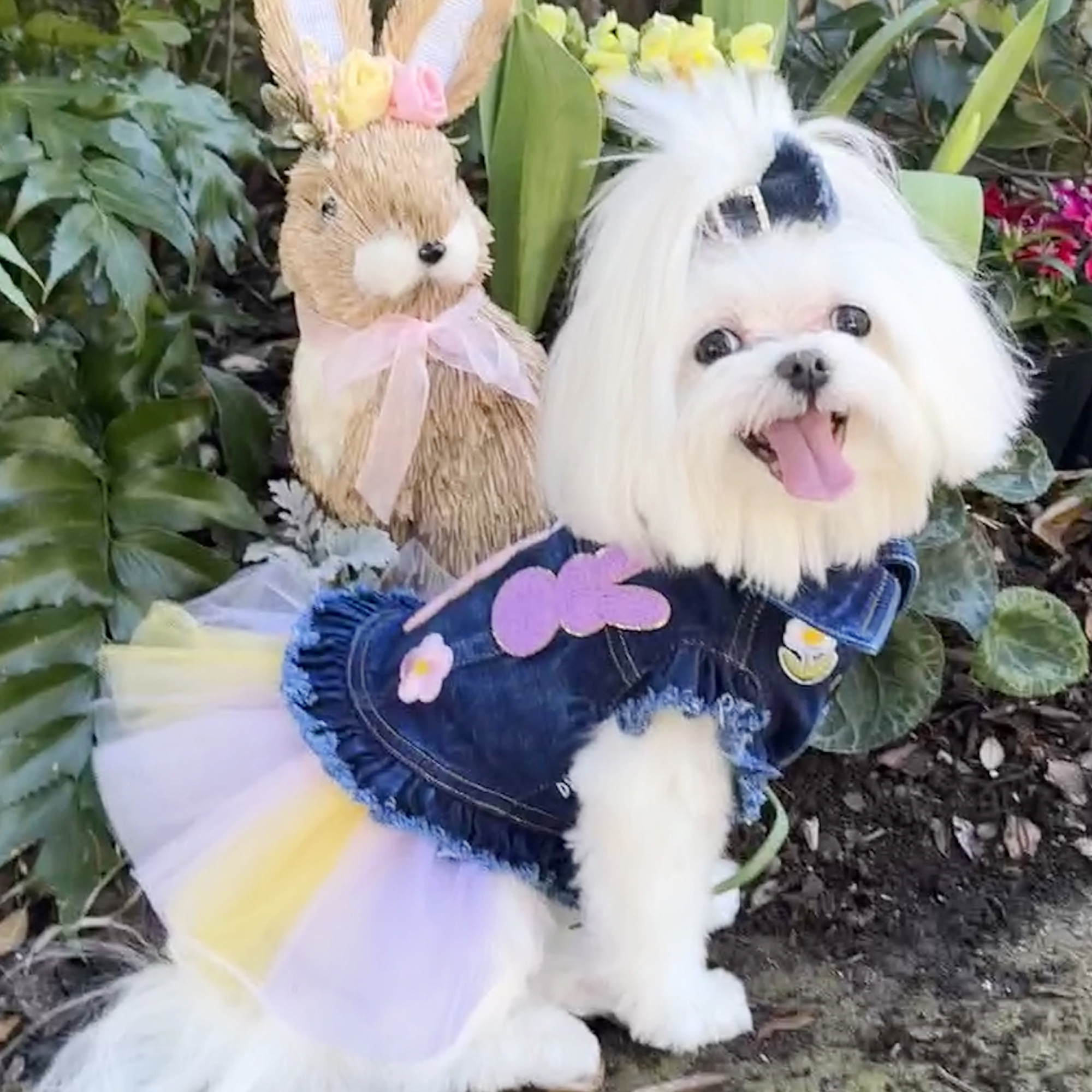 Dog in the Closet -Dogs